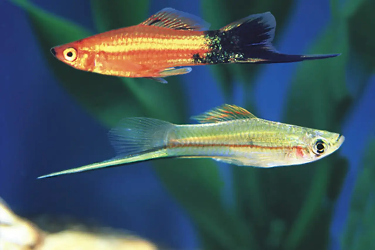 Assorted Swordtail